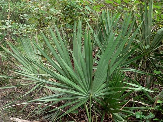 {Serenoa repens}